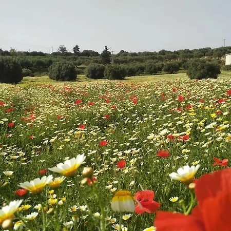 Olive Land - γη τησ ελιασ / Stone Villa. * Gouves