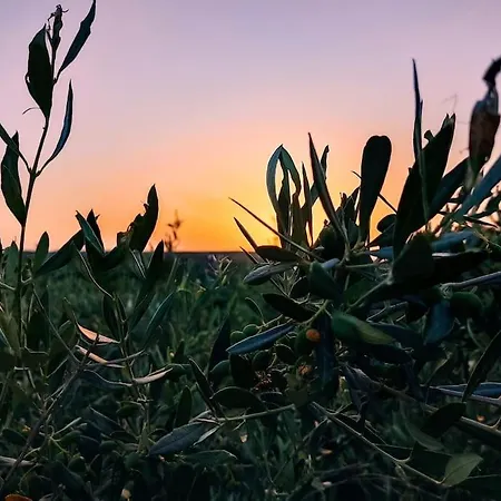 Olive Land - γη τησ ελιασ / Stone Villa. Villa Gouves