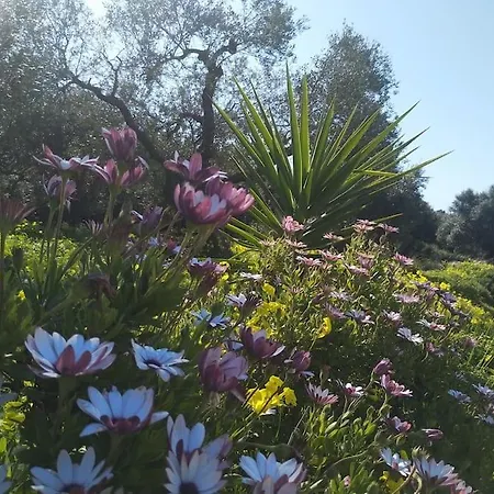 Olive Land - γη τησ ελιασ / Stone Villa. Gouves